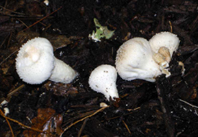 Lycoperdon pyriforme – This puffball has a longer tapered stalk and grows on rotted wood. Lycoperdon pyriforme – This puffball has a longer tapered stalk and grows on rotted wood.
